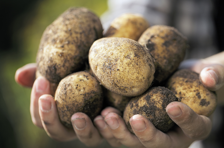 Frisch geerntete Kartoffeln werden in beiden Händen gehalten